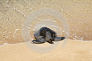 Very young green sea turtle coming up onto a sandy beach on Maui.