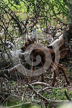 Very Young Moose in Rocky Mountain National Park