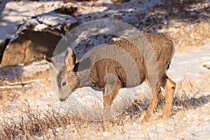 Very young mule deer fawn