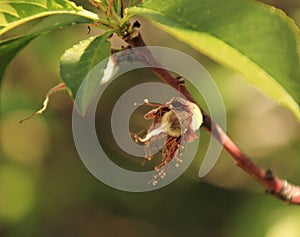 Very young Peach fruit growing on a tree