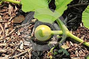 Very young pumpkin growing on the vine