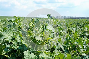 A very young rapeseed field in spring