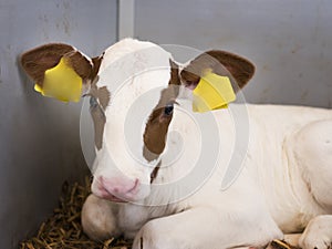Very young red and white calf with big eyes lies in straw