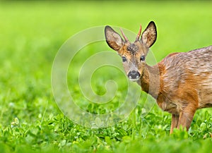 Very young roe deer photo