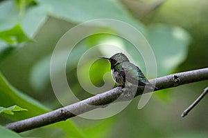 Very Young Ruby-throated Hummingbird Perched on Slender Tree Branch - Trochilidae