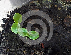 Very young seedlings of Passiflora edulis, a vine species of passion flower common Fruit of Passion or Gulupa, macro photography