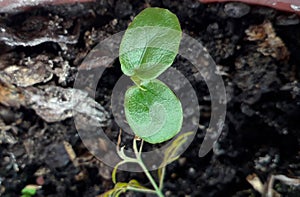 Very young seedlings of Passiflora edulis, a vine species of passion flower common Fruit of Passion or Gulupa, macro photography