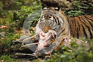 A very joung tiger from Siberia is holding a meat. photo