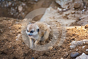 A very young suricate pup standing on the sand Suricata suricat