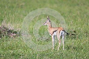 A very young Thomson Gazelle in the Kenyan grass landscape