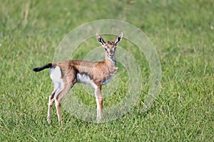 A very young Thomson Gazelle in the Kenyan grass landscape