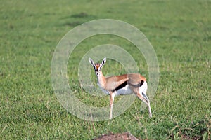 A very young Thomson Gazelle in the Kenyan grass landscape