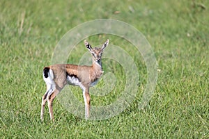 A very young Thomson Gazelle in the Kenyan grass landscape