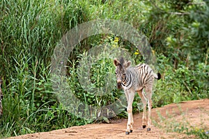 A very young zebra foal