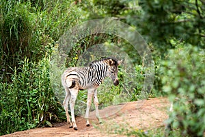 A very young zebra foal