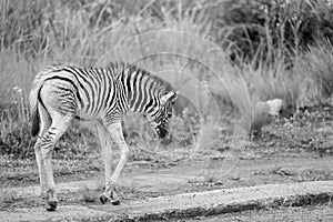 A very young zebra foal