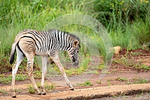 A very young zebra foal
