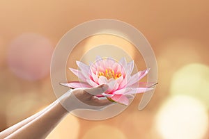 Vesak day, Buddhist lent day, Buddha`s birthday worshiping concept with woman`s hands holding water lilly or lotus flower