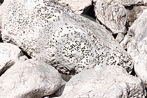 Vesicular, porous, marble texture. Volcanic white rock background, coral-textured, decorative stones