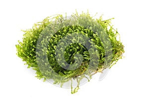 Vesicularia montagnei in studio