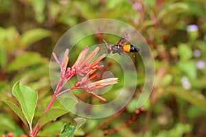 The Vespa affinis and Pyrostegia