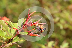 The Vespa affinis and Pyrostegia photo