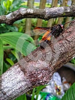 Vespa affinis wasp perched on a tree