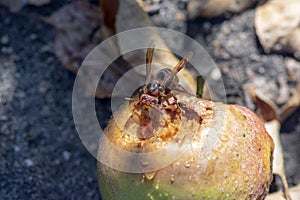 Vespa crabro big insect biting apple, largest eusocial wasp, european hornet macro close up view