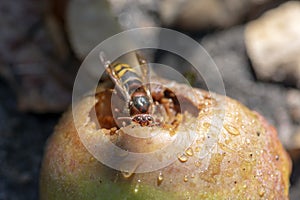 Vespa crabro big insect biting apple, largest eusocial wasp, european hornet macro close up view