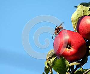 Vespa a huge hornet sits on a red apple, a tree branch against a blue sky