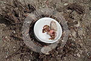 Vespa orientalis hornets and ants swarmed a plate of meat in August. Pefkos or Pefki, Rhodes Island, Greece