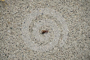 Vespa orientalis lies on its back on the paving slabs in August. Pefkos or Pefki, Rhodes Island, Greece