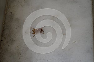 Vespa orientalis sits on outdoor marble tiles in September. Pefkos or Pefki, Rhodes Island, Greece