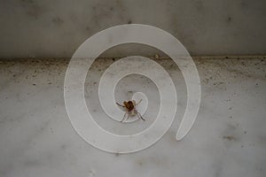 Vespa orientalis sits on outdoor marble tiles in September. Pefkos or Pefki, Rhodes Island, Greece