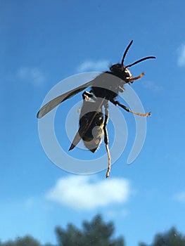 Vespa velutina asian wasp