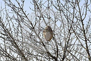 VESPA VELUTINA NEST , asian wasp nest on a tree