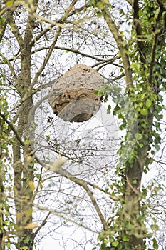 Vespa velutina nest in a tree, an invasive species that harms honey bees and endangers the pollination of fruit trees. killer wasp