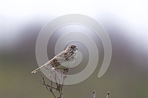 Vesper Sparrow  701611 photo