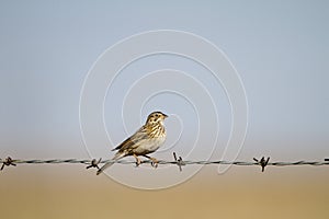 Vesper Sparrow, Pooecetes gramineus photo