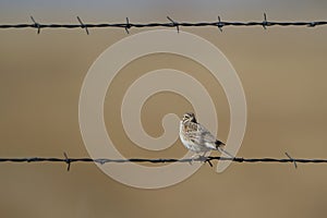 Vesper Sparrow, Pooecetes gramineus photo