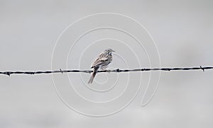 Vesper Sparrow Pooecetes gramineus on a Barbed Wire Strand