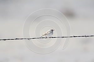 Vesper Sparrow Pooecetes gramineus on a Barbed Wire Strand on