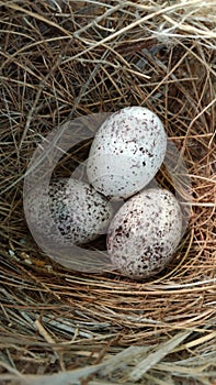 Vesper Sparrow, Pooecetes gramineus, eggs in nest.