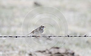 A Vesper Sparrow Pooecetes gramineus Perched on Barbed Wire on the Pawnee Grasslands