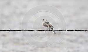 A Vesper Sparrow Pooecetes gramineus Perched on Barbed Wire on the Pawnee Grasslands