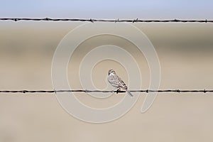 Vesper Sparrow Pooecetes gramineus Perched on Barbed Wire on t