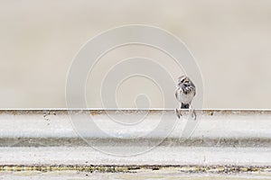 Vesper Sparrow Pooecetes gramineus Perched on a Metal Railing
