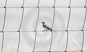 Vesper Sparrow Pooecetes gramineus Perched on a Wire Fence on the Plains