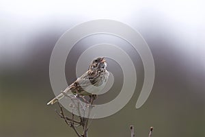 Vesper Sparrow Sings  701612 photo