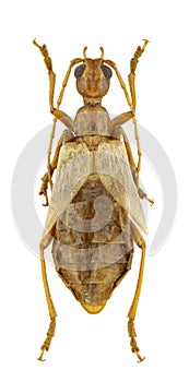 Vesperus luridus